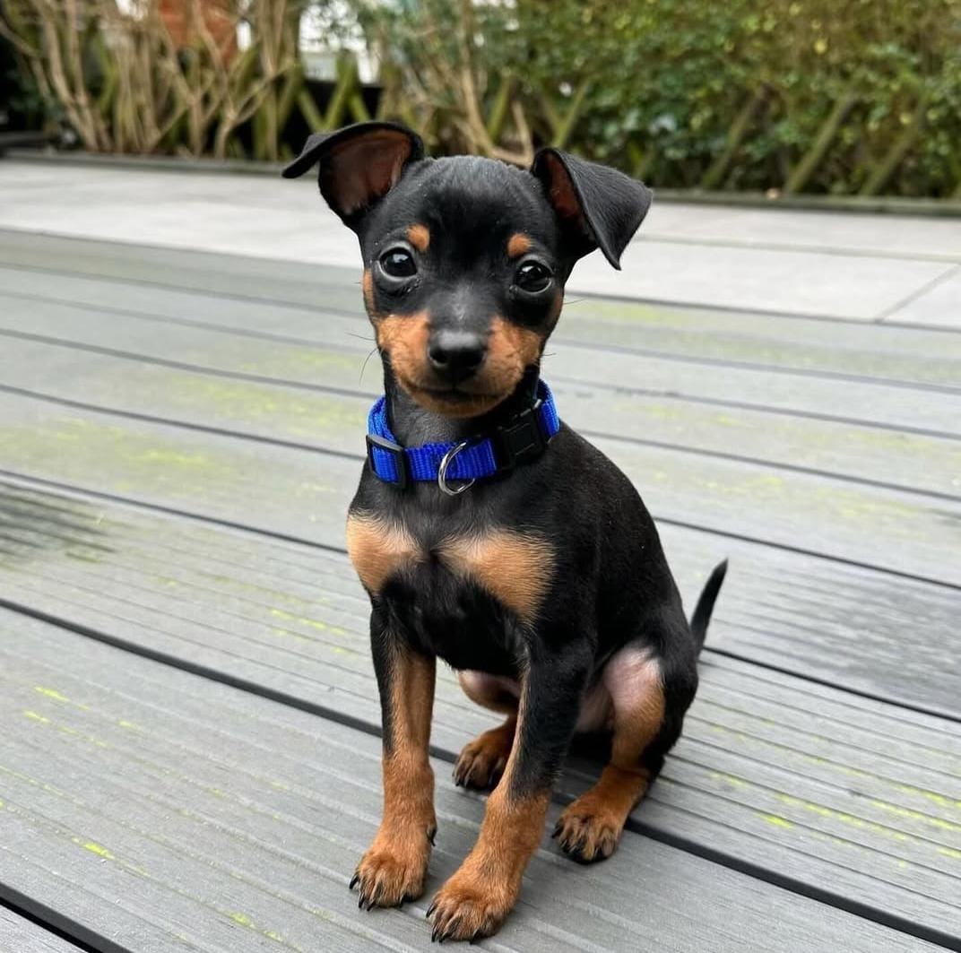 Benji