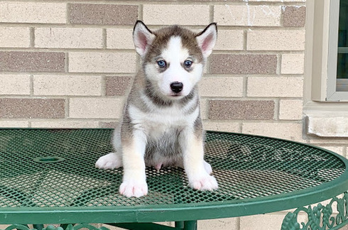 PuppyFind.com,766052