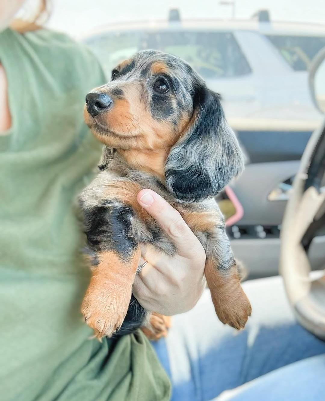 Dottie