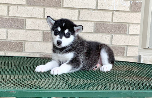 PuppyFind.com,766052