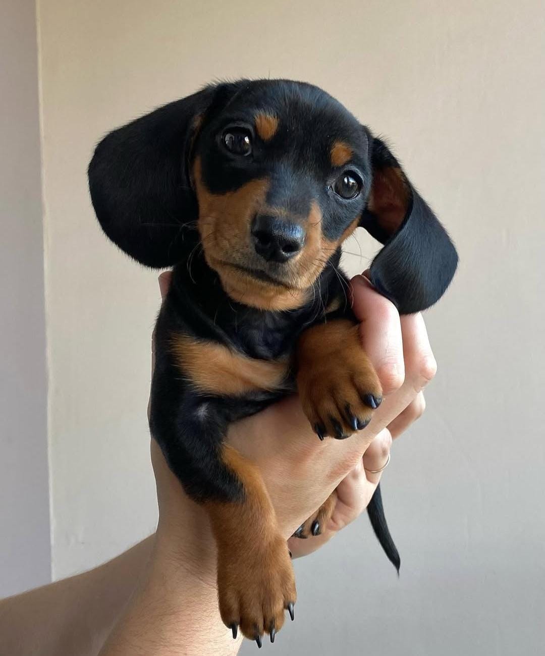 Simba4